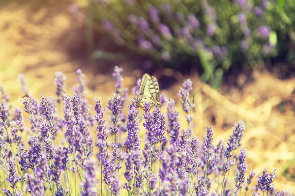 How can you plan a visit to experience the beauty of the Cotswold Lavender fields in full bloom?
